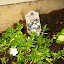 Sandwort
