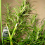 Rosemary