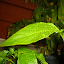 Banana Pepper, Hot