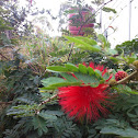 Red Powderpuff Tree