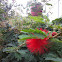 Red Powderpuff Tree