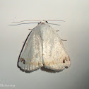 Noctuid Moth