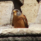 Common Kestrel Male