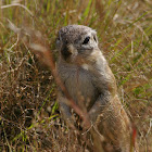 Cape ground Squirrel