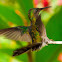 Poss. White-necked Jacobin female