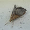 Sooty-winged Chalcoela