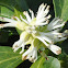 Kingwood Japanese Pachysandra