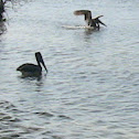 Brown Pelican