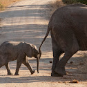 Elephant