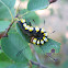caterpillar