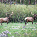 Elk