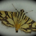Moth