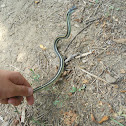 Orange striped ribbon snake