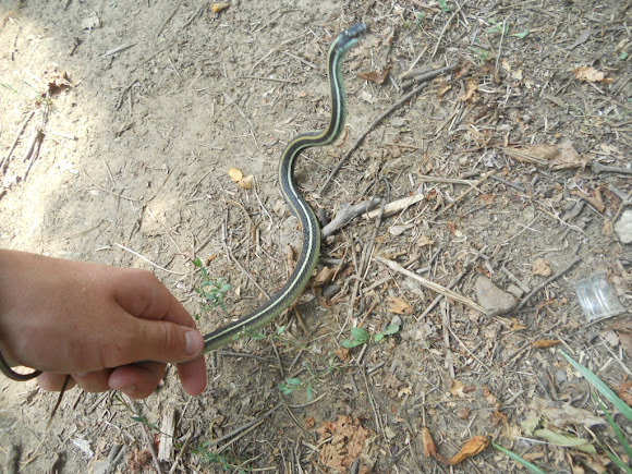 Spotting Image 1