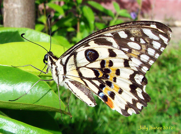 Spotting Image 1
