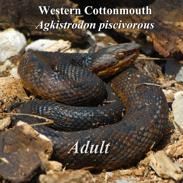 Cottonmouth Water Moccasin Project Noah