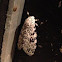 Giant leopard moth
