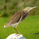 Indian Pond Heron / Paddybird