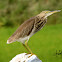 Indian Pond Heron / Paddybird