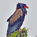 Bateleur