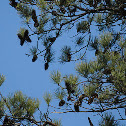 Long leaf Pine