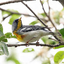 Northern Parula