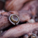 Humboldt squid