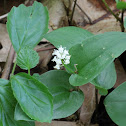 Canada mayflower