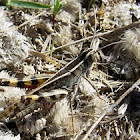 saltamontes