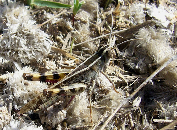 Spotting Image 1