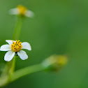 Spanish Needles (Romerillo)