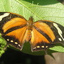 Tiger-striped Leafwing