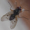 Muscidae sp.