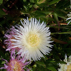 Ice Flower