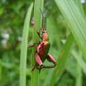 Leaf Beetle