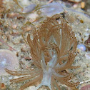 Phyllodesmium hyalinum