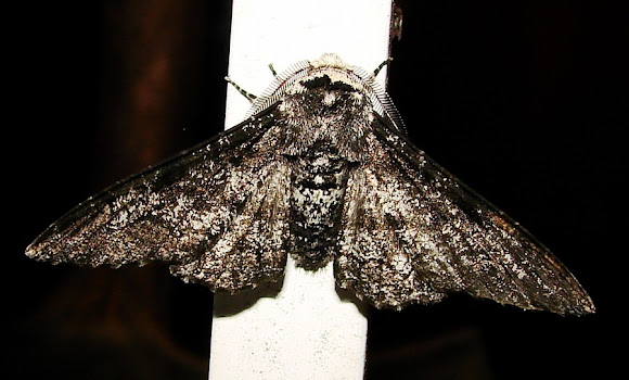 Spotting Image 1