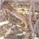 Sand Goanna