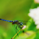 Blue Dasher dragonfly (male)