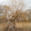 Weeping Willow