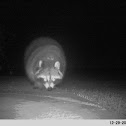 Raccoon