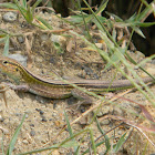 Lagartija - Whiptail Lizard