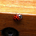 Harlequin ladybird