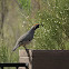 Gambel's quail