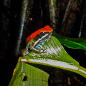 Poison Dart Frog