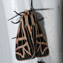 Phyllira tiger moth