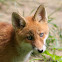 Red Fox