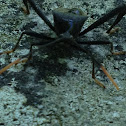 Assassin bug