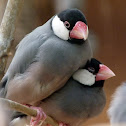 rice bird, Java sparrow
