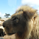Male Lion